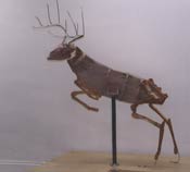 A wood and wire armature for a life-size deer
