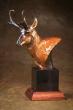 Pronghorn Antelope Portrait