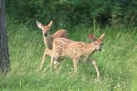 Pair of fawns.