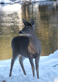 Deer in the wintertime